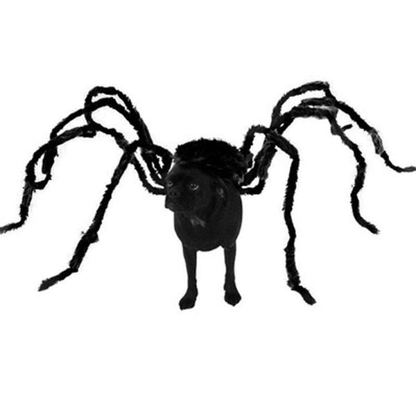 Gadget Gerbil Black / XS Black Spider Dog Costume