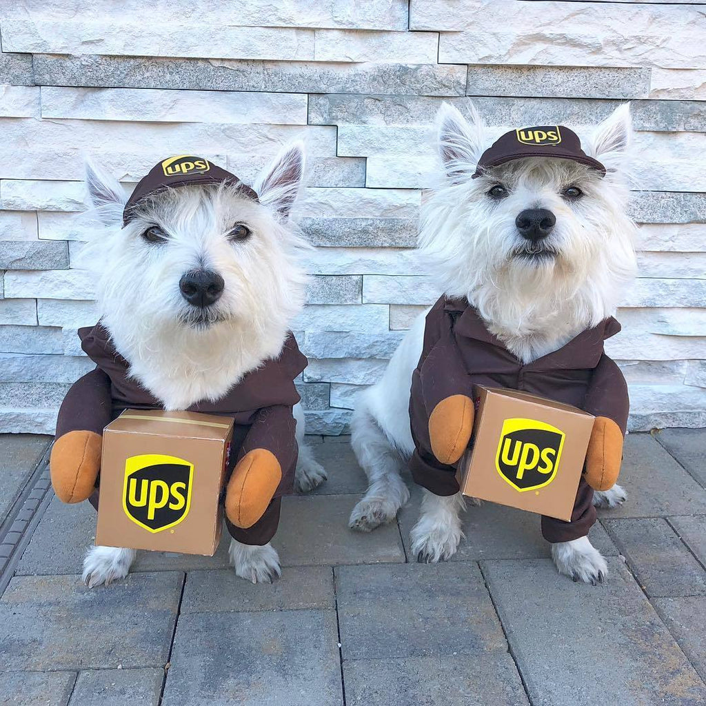 Gadget Gerbil Small UPS Dog Costume