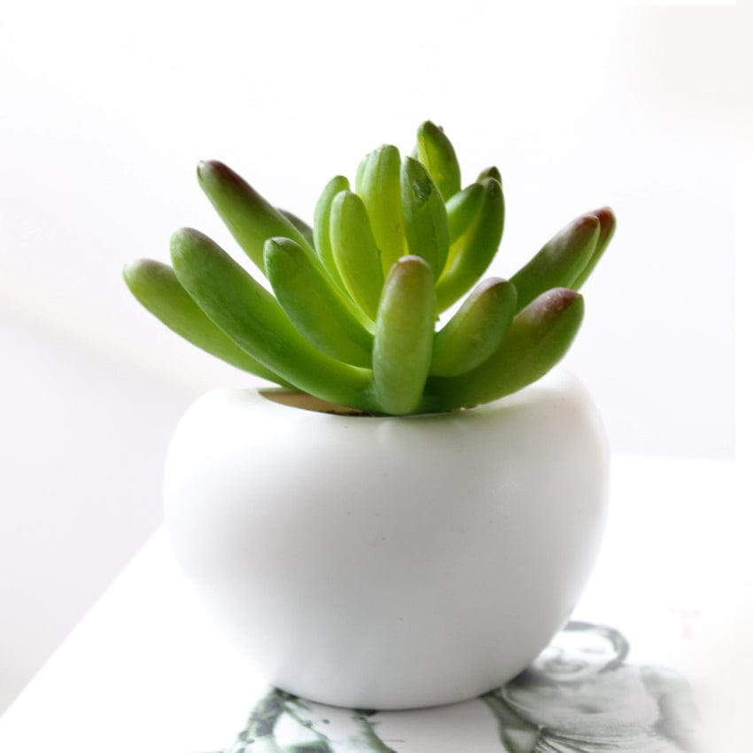 Gadget Gerbil Succulent Plant Pot Shaped Magnets